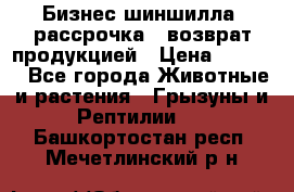 Бизнес шиншилла, рассрочка - возврат продукцией › Цена ­ 4 500 - Все города Животные и растения » Грызуны и Рептилии   . Башкортостан респ.,Мечетлинский р-н